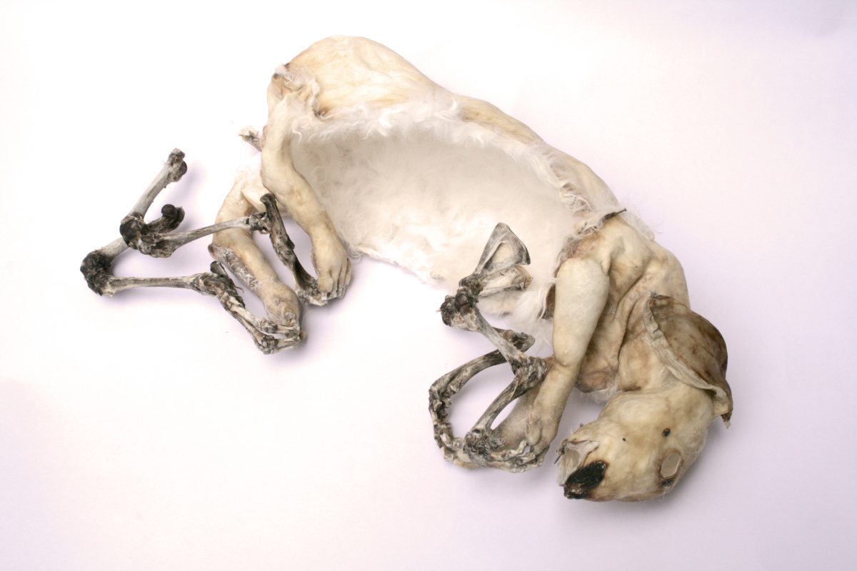 outside_taxidermic laboratory by amber much